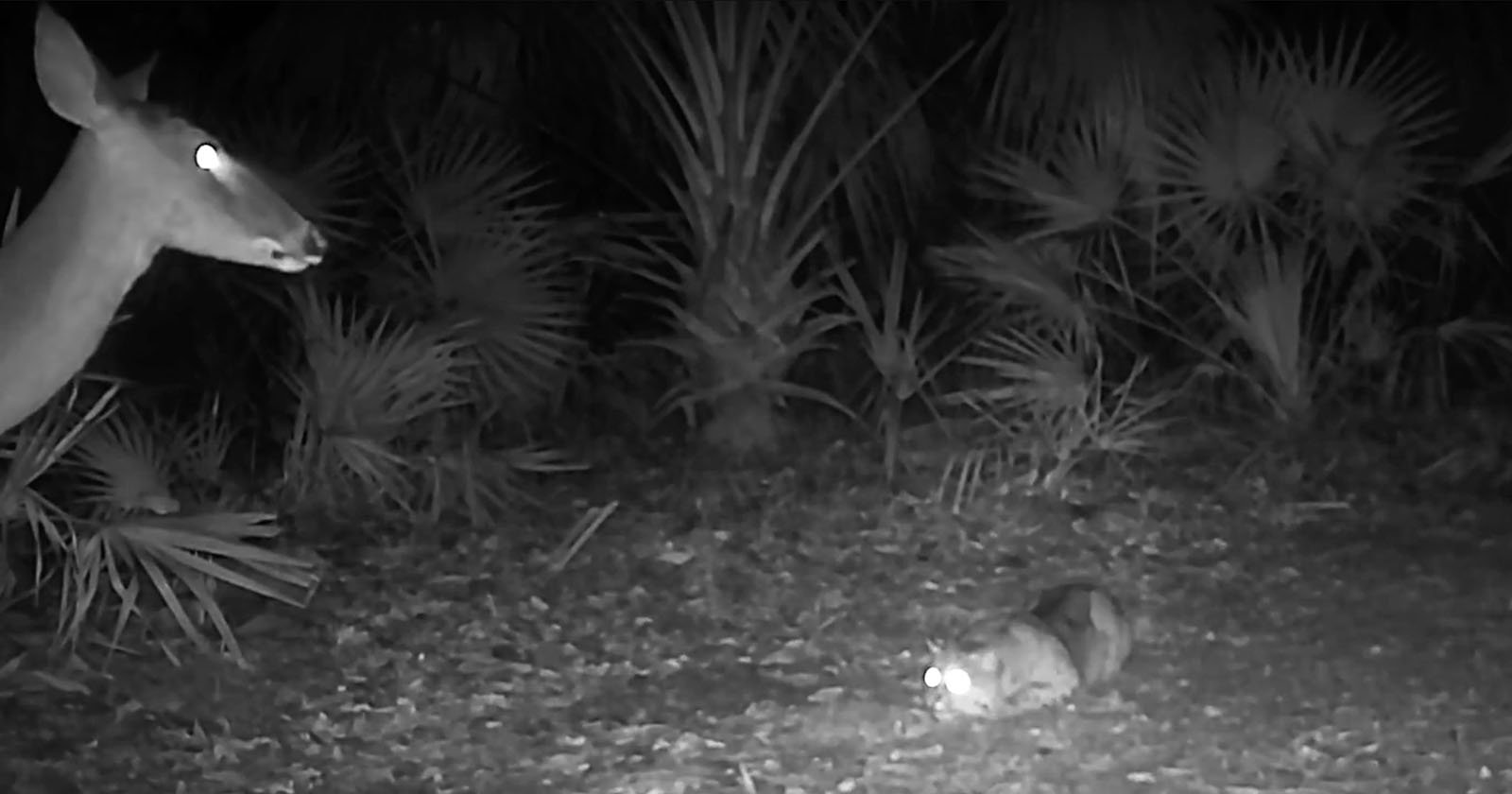  trail cam captures tiny bobcat pouncing deer five 