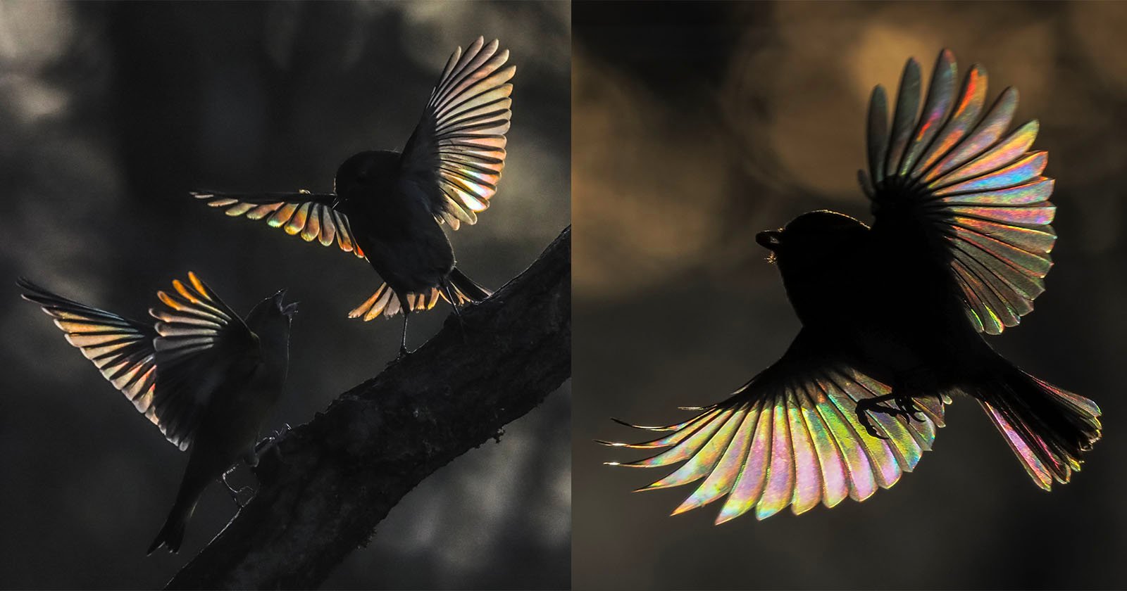 Photographers Beautiful Pictures of Rainbows That Appear in Bird Wings