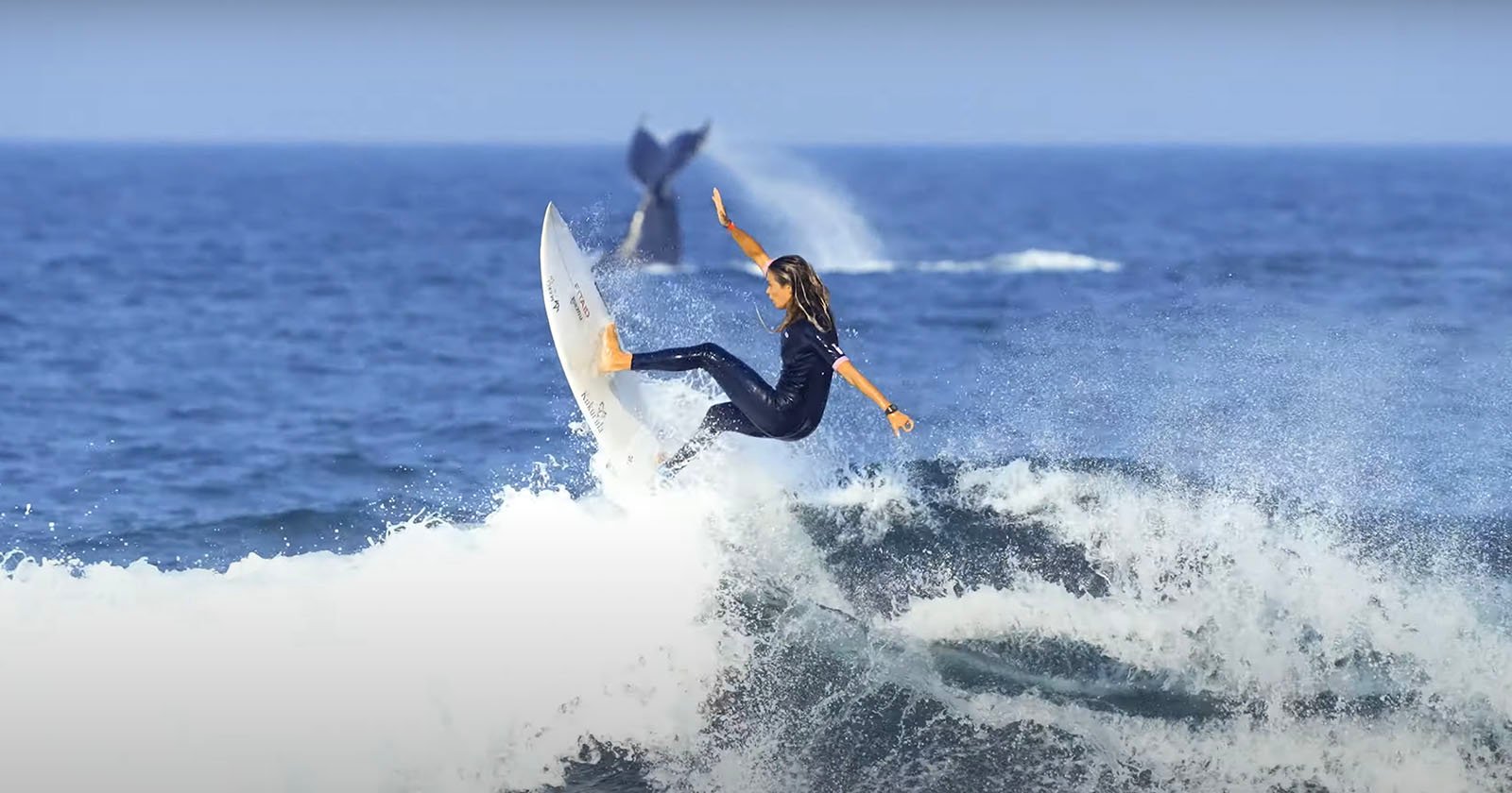 Photographer Captures Epic Moment Surfer and Whale Synchronize