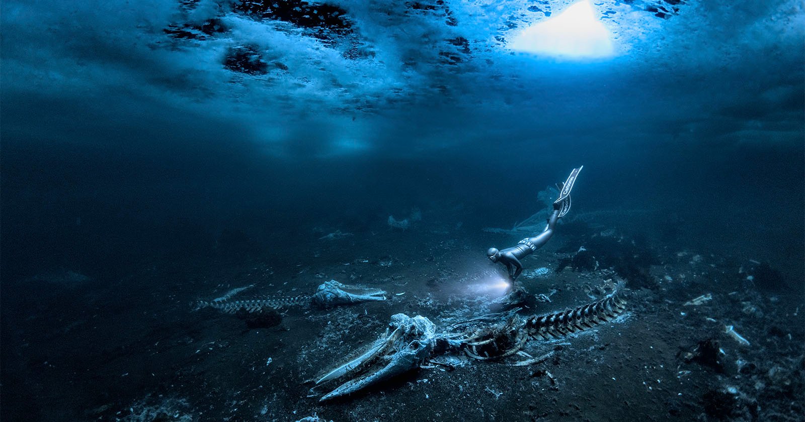  haunting image whale skeletons wins underwater photographer 