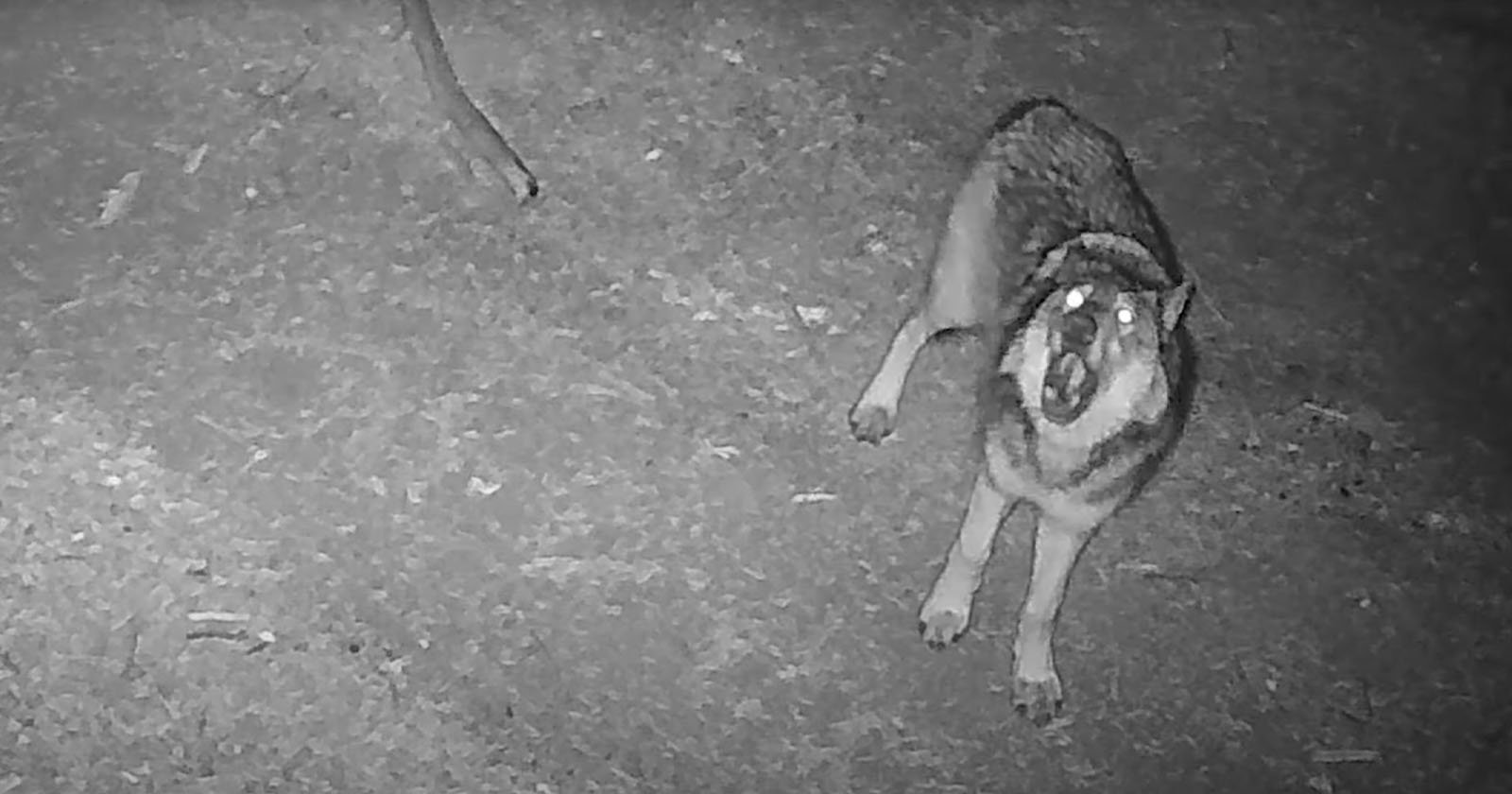 trail camera captures iconic howl prove wolves are 