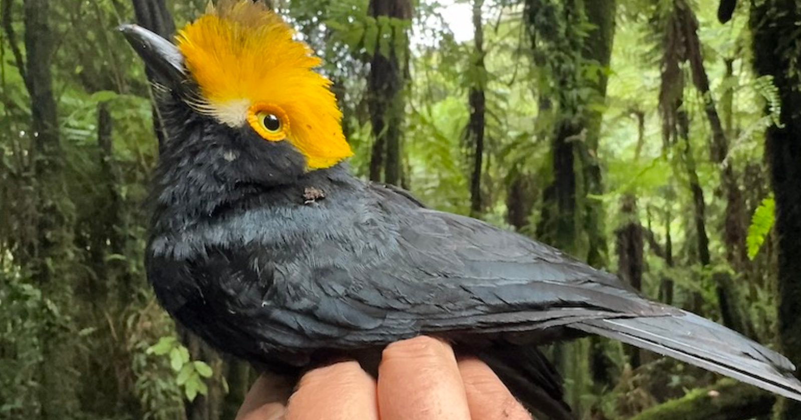 Stunning Lost Bird Species is Photographed For First Time Ever
