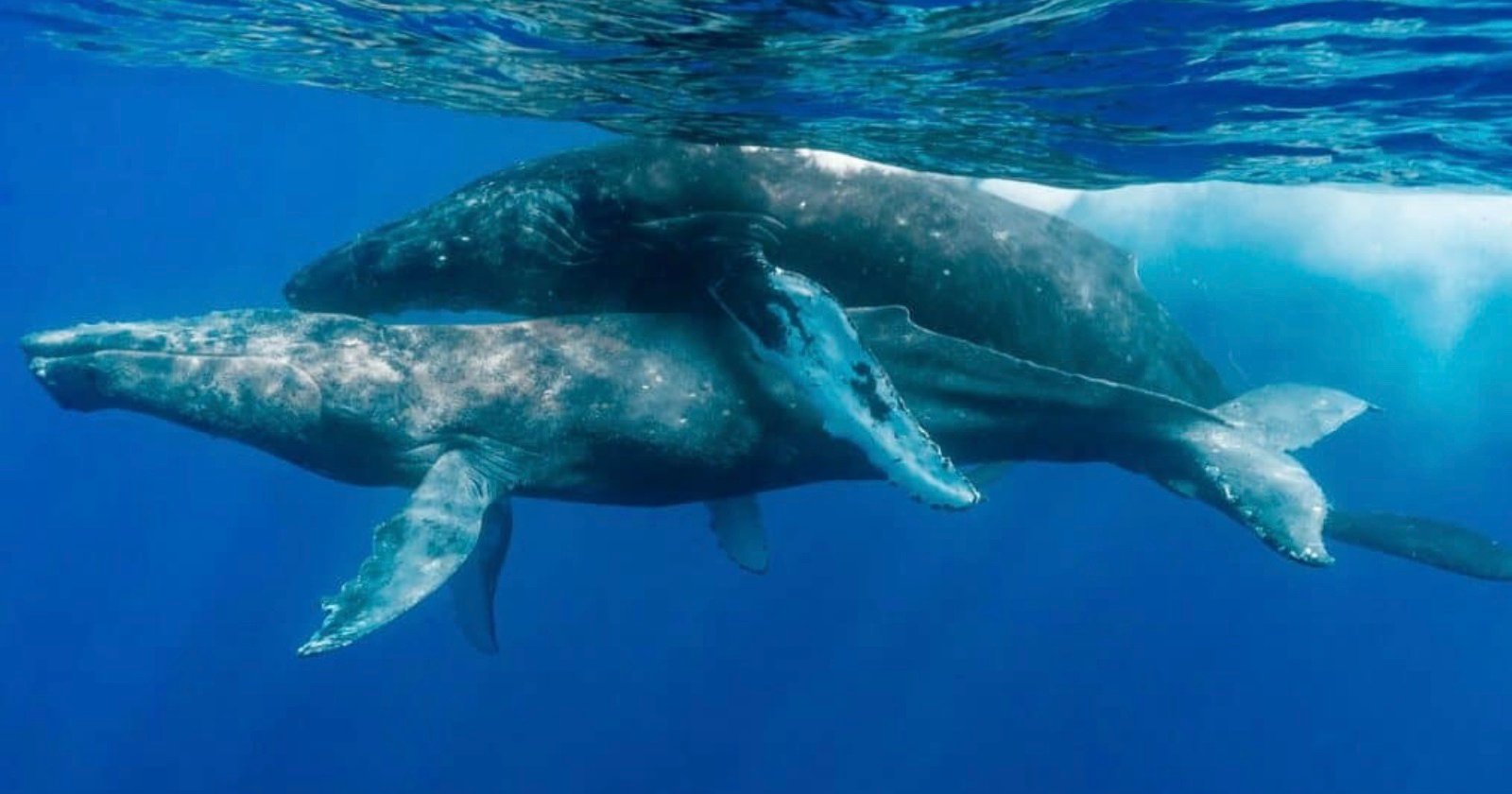  photographers document first-ever instance humpback whales mating 