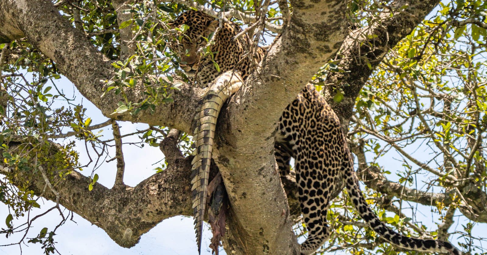 Photographer Captures Leopard Eating Crocodile in Tree