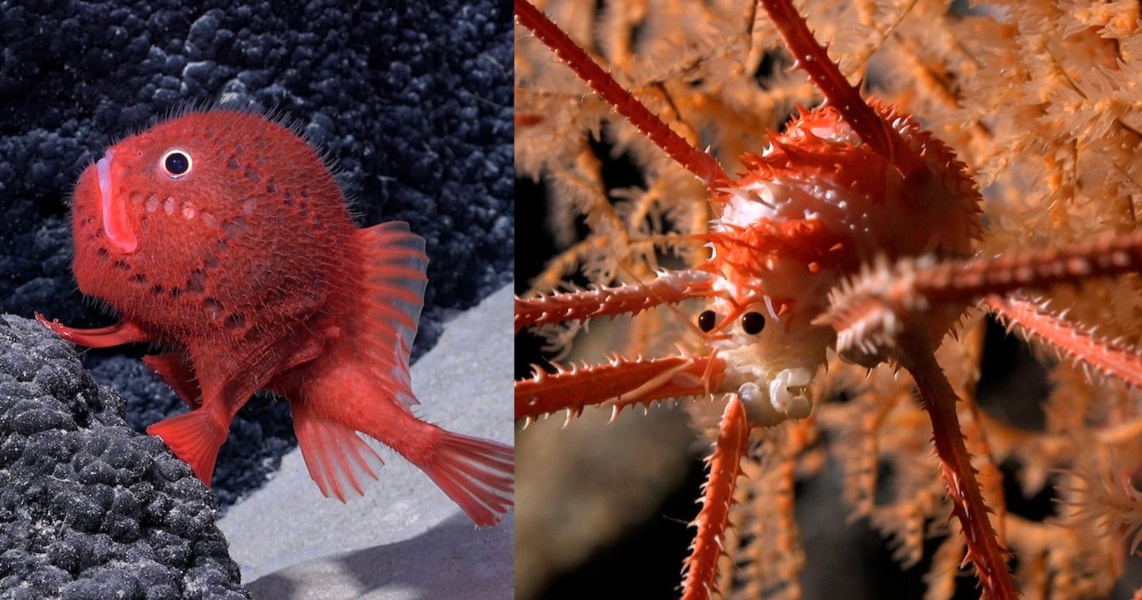 Scientists Photograph Hundreds of Never-Before-Seen Deep Sea Species