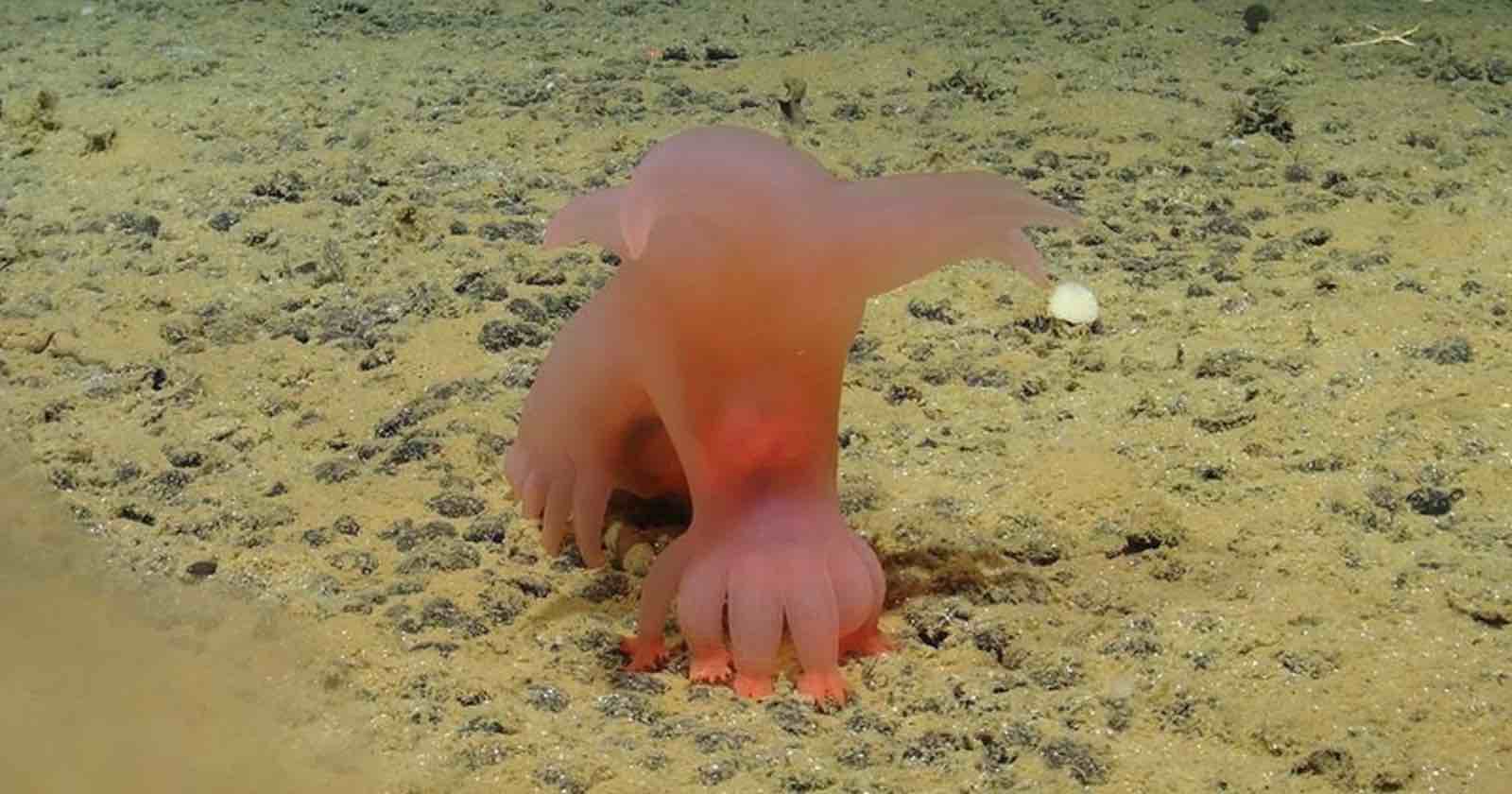 Scientists Photograph Pink Barbie Pigs Among New Species in Pacific Ocean