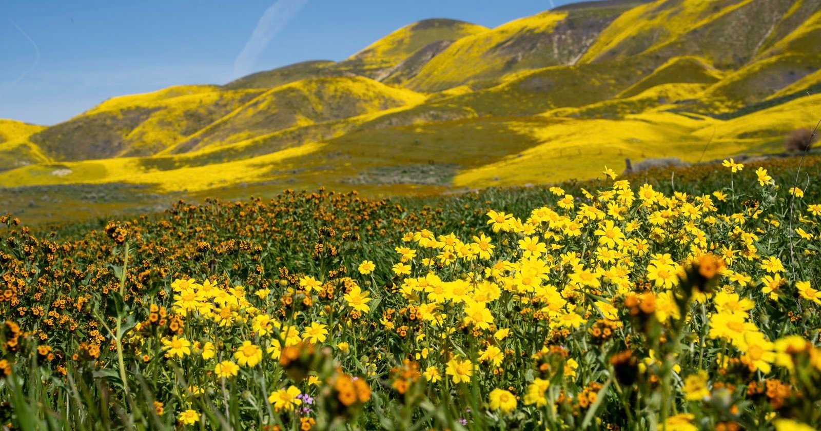  photographers should prepare another impressive california superbloom 