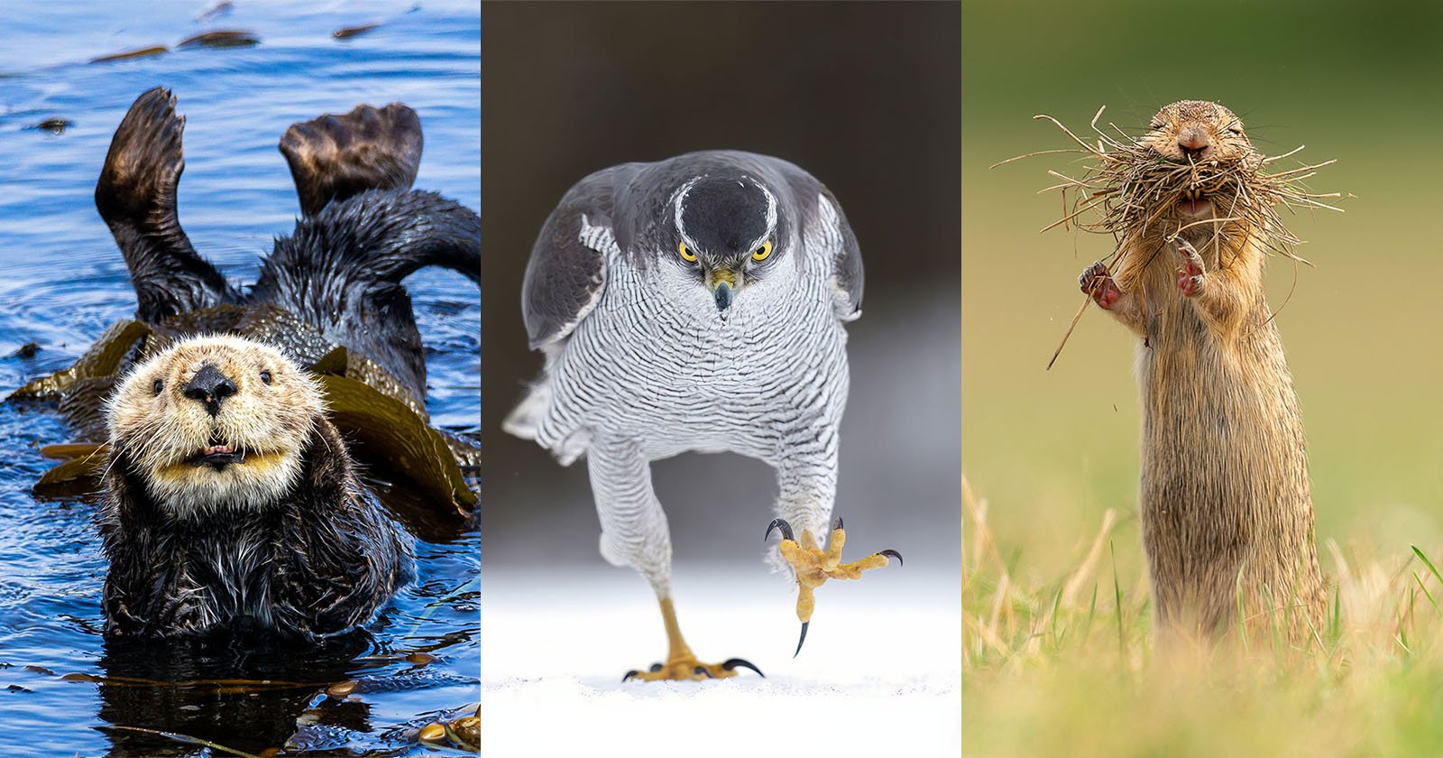 Nikon Gets the Giggles and Partners With Comedy Wildlife Photo Awards