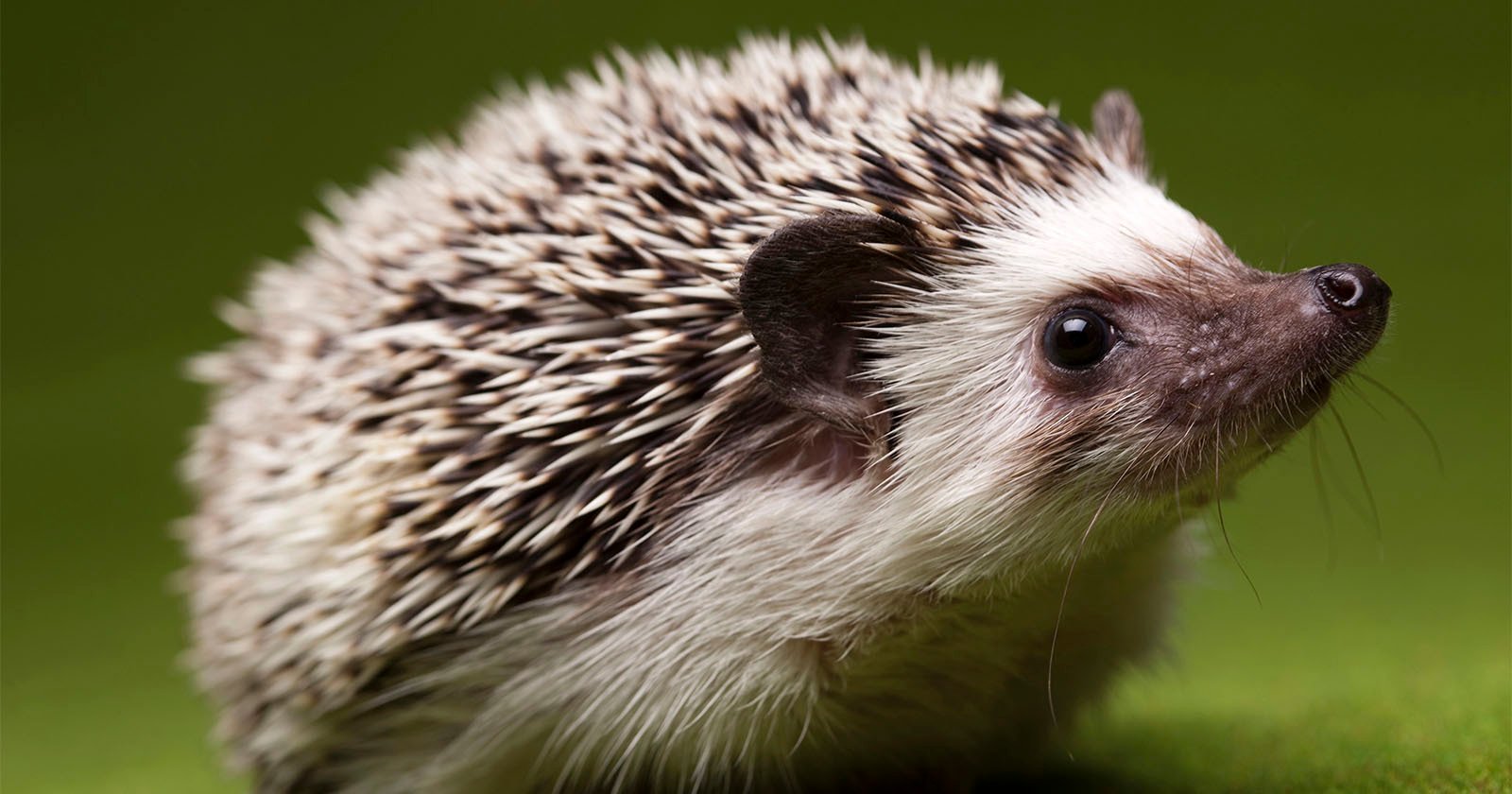  conservationists use photography help hedgehogs 
