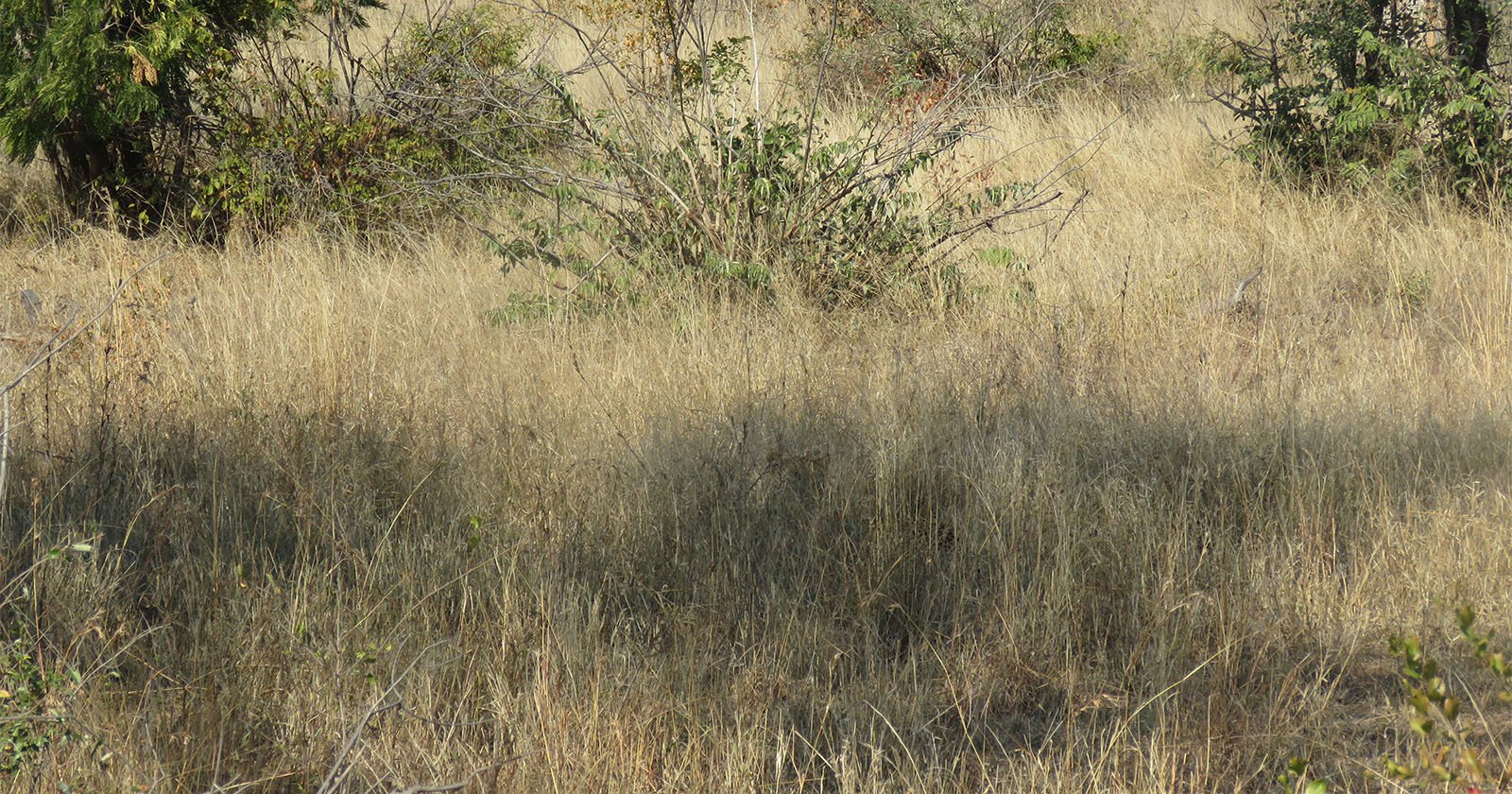Photographer Spots Leopard Hiding in the Grass, But Can You Find It?
