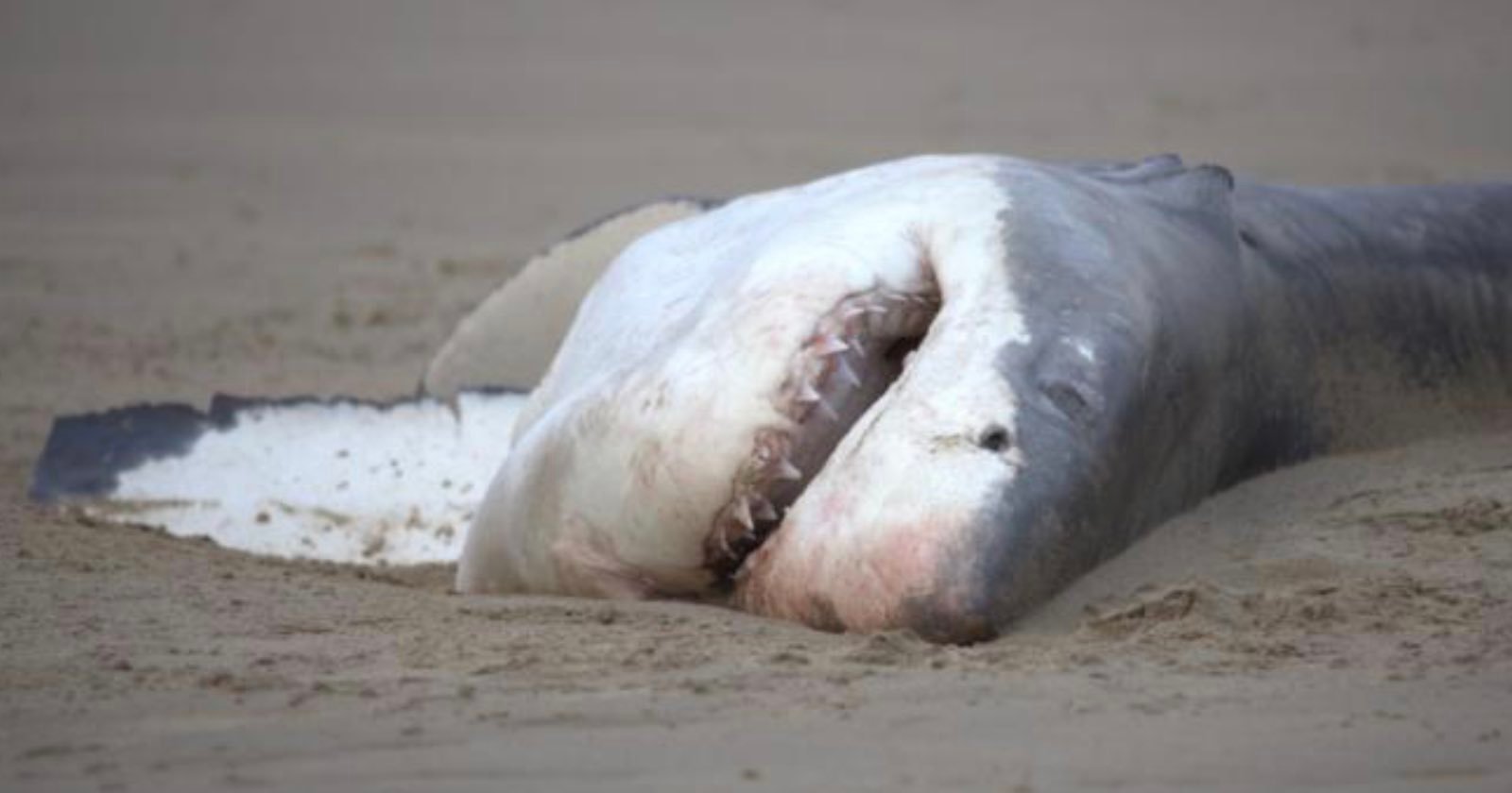  unprecedented footage shows lone orca kill great white 