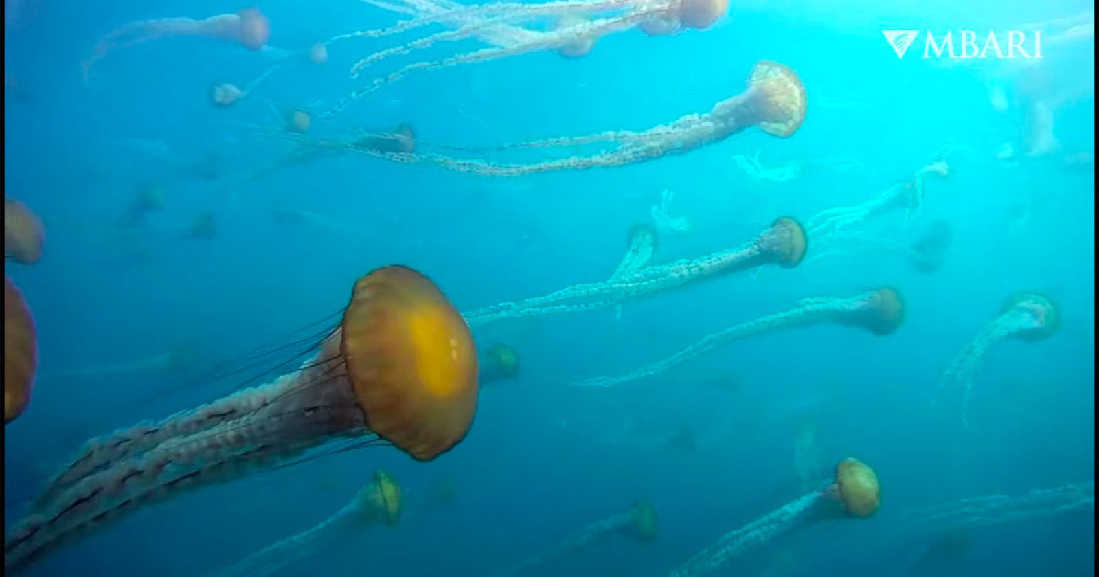  camera captures footage elusive underwater predators 