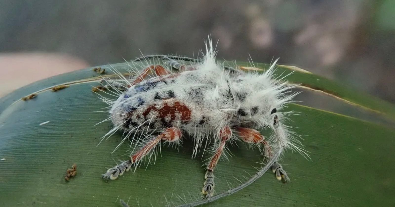 scientists photograph species beetle was mistaken 