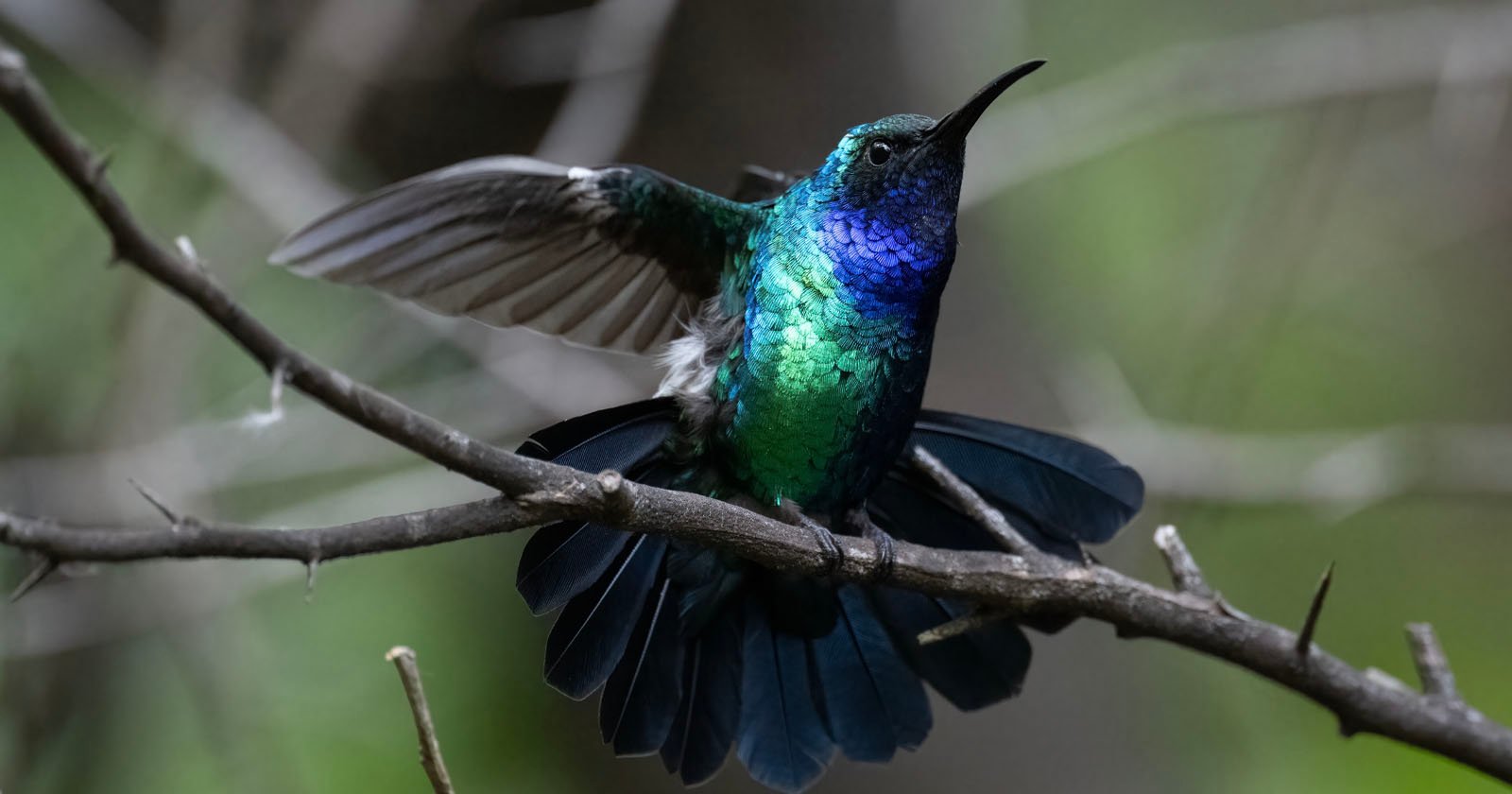 New Photos Show One of the Worlds Rarest Hummingbirds