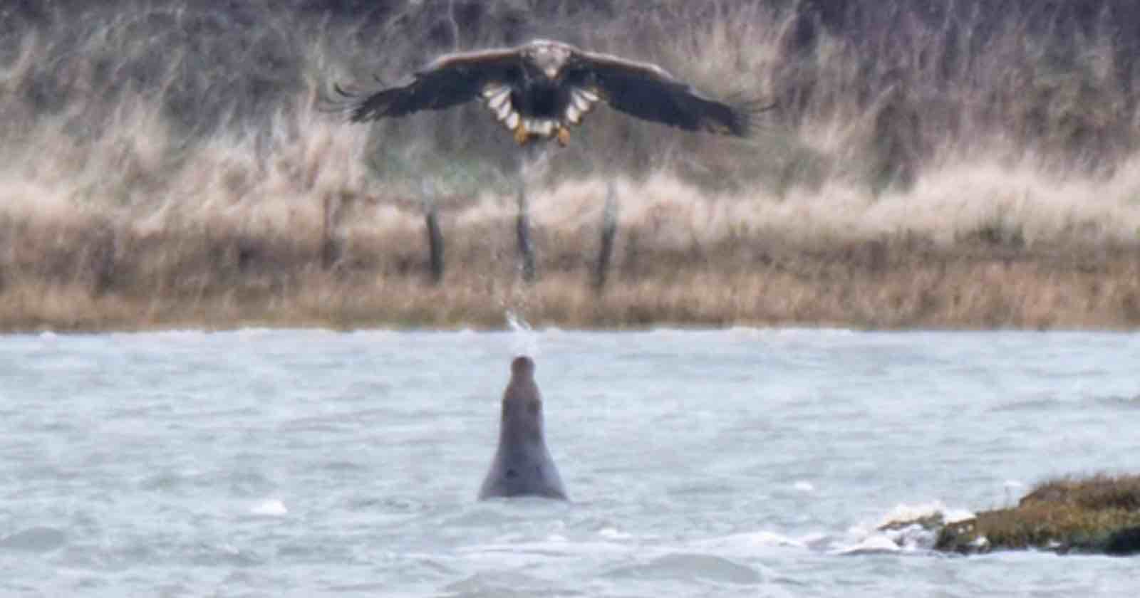  photographer captures seal spitting eagle never-seen-before encounter 