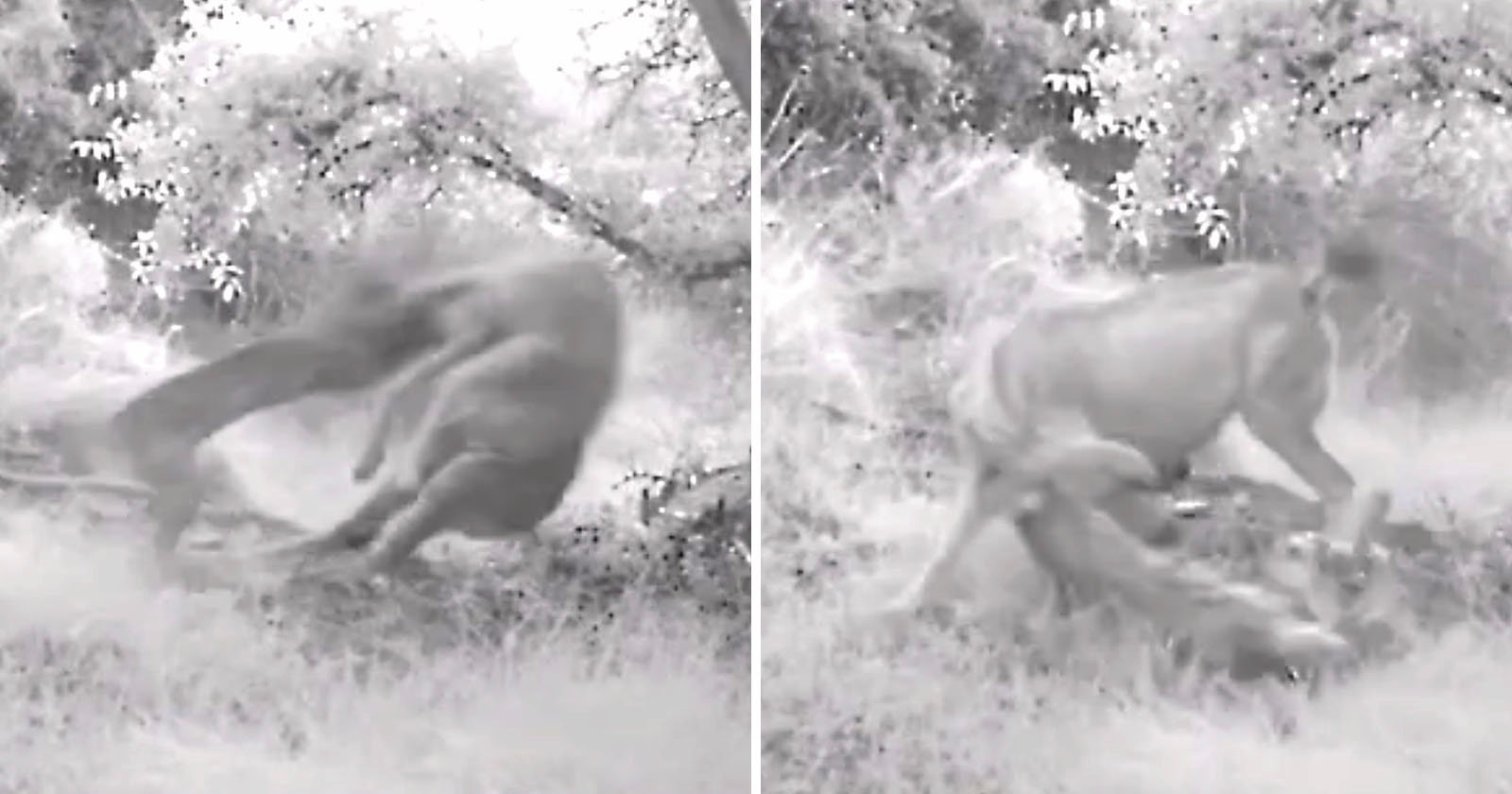  savage battle between bobcat deer captured trail 
