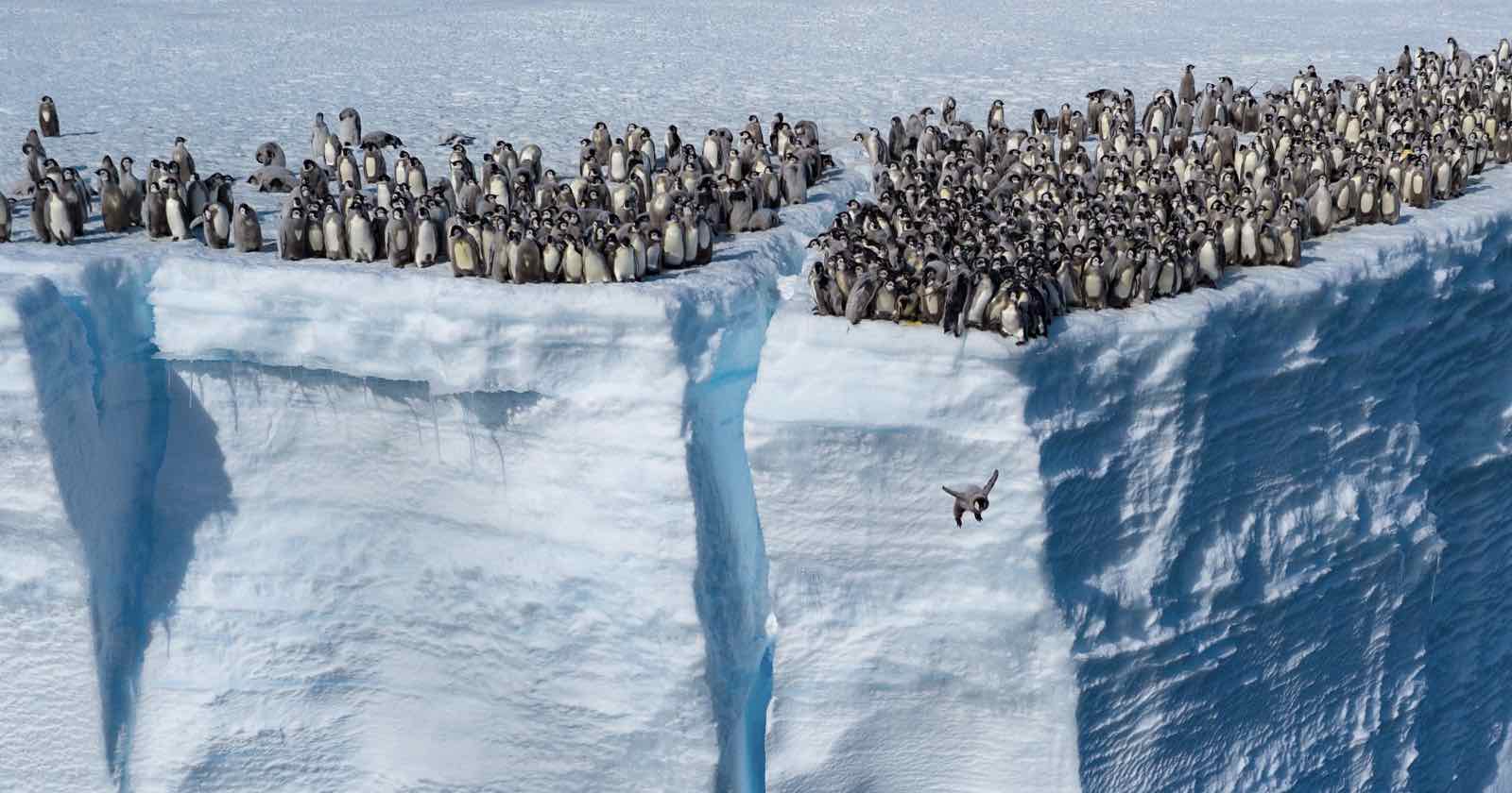  baby penguins jump off 50-foot cliff first-of-its-kind drone 
