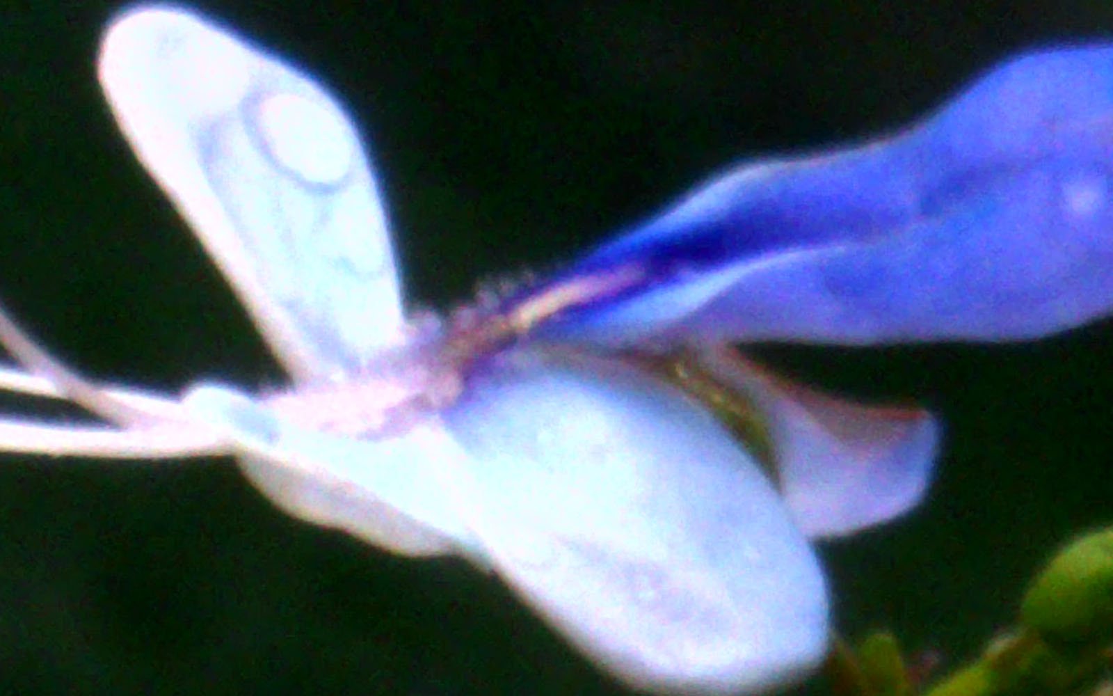 A close-up, blurry image of a blue and white flower with visible delicate petals and a prominent stamen, set against a dark background.