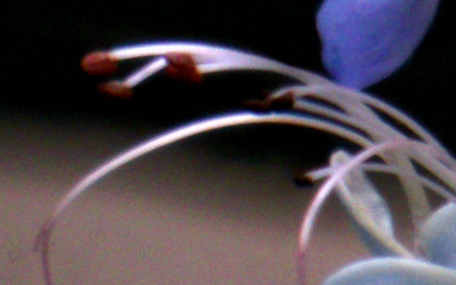 A close-up, blurry image of delicate flower stamens with slender filaments and small, dark brown anthers, contrasted against a soft blue petal background.