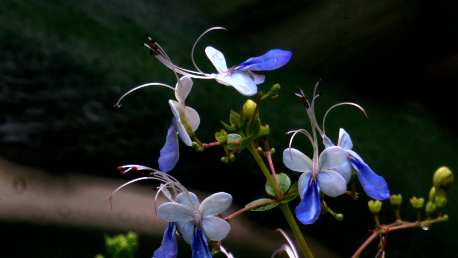 Delicate blue clerodendrum flowers, with long white stamens extending from their centers, against a dark blurred background.