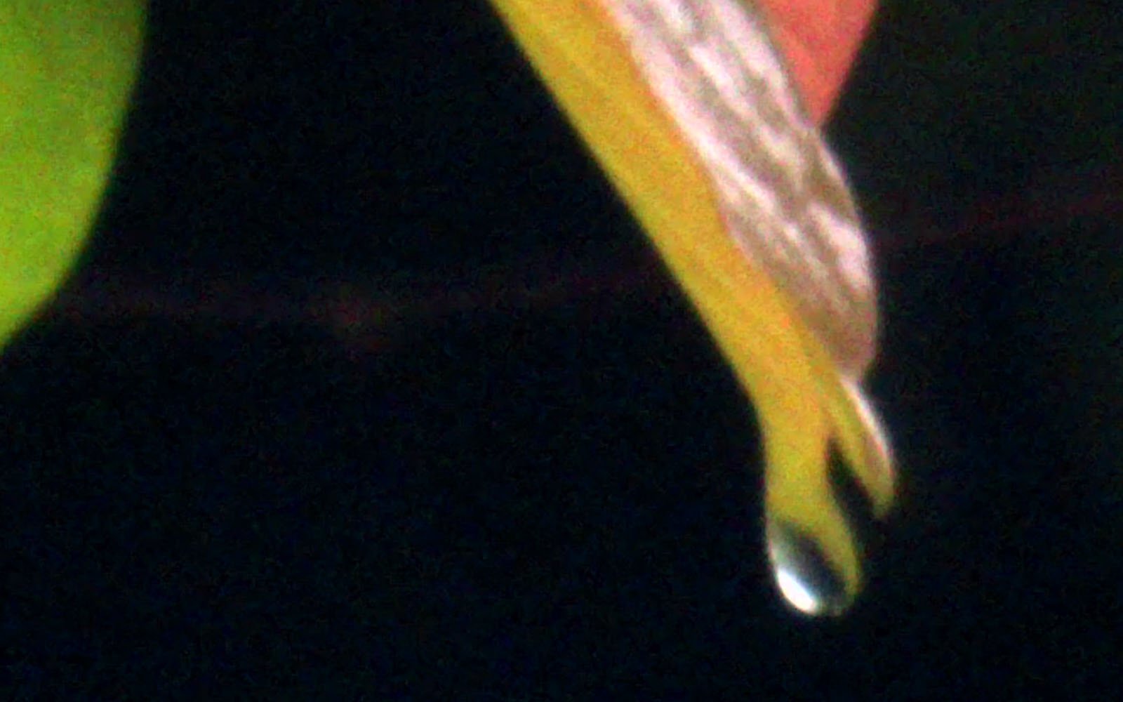 Close-up of a water droplet about to fall from the tip of a colorful flower petal, against a dark background. the droplet is clear and reflects light, enhancing its round shape.