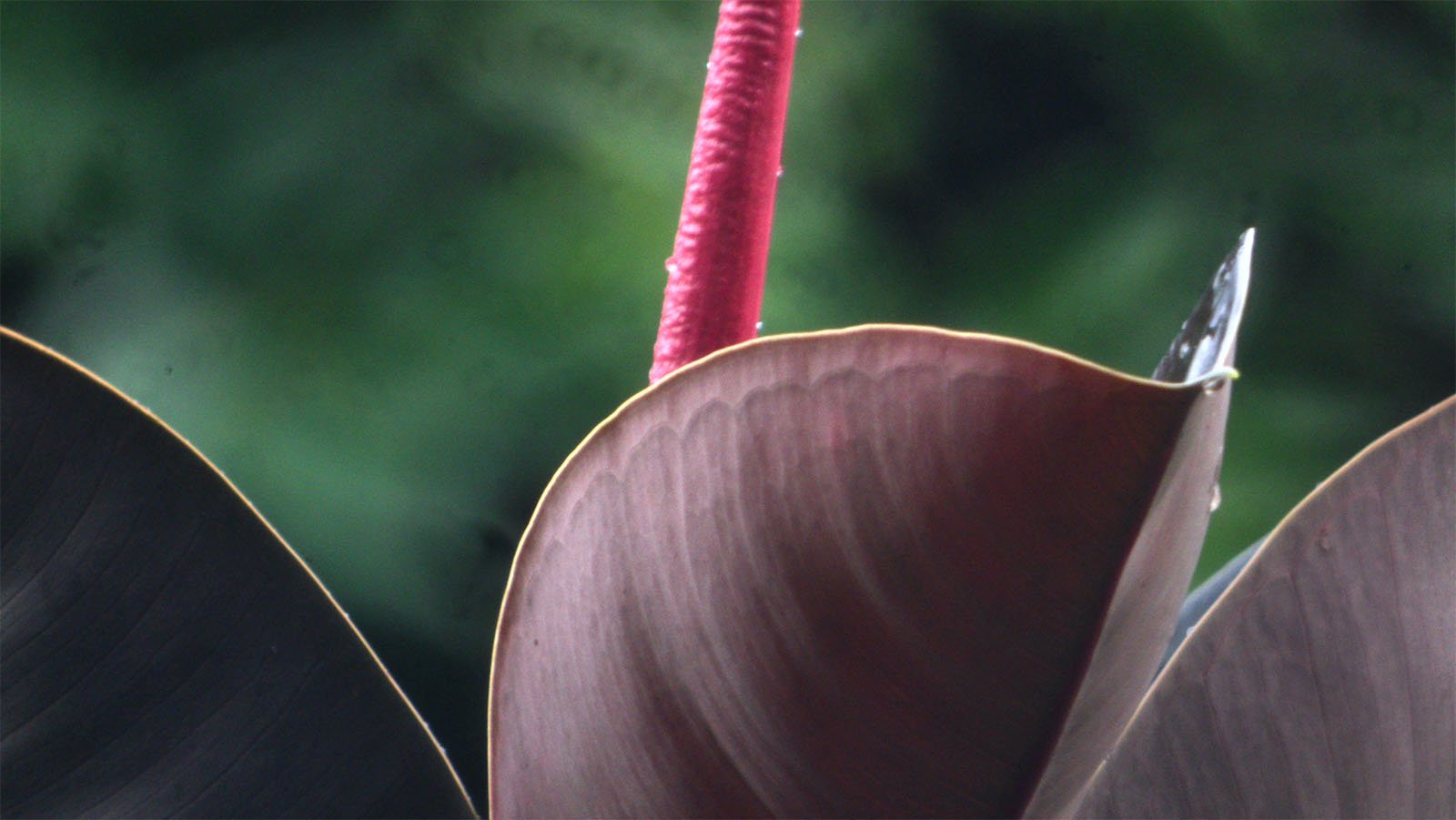 Close-up of a plant with glossy, bronze-colored leaves and a bright pink stem, with a single water droplet on one leaf against a blurred green background.