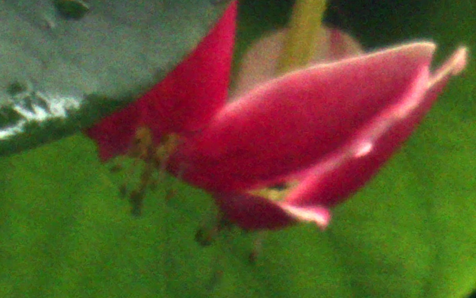 A blurry image of a single pink flower with a deep magenta hue, contrasted against a softly focused green background.