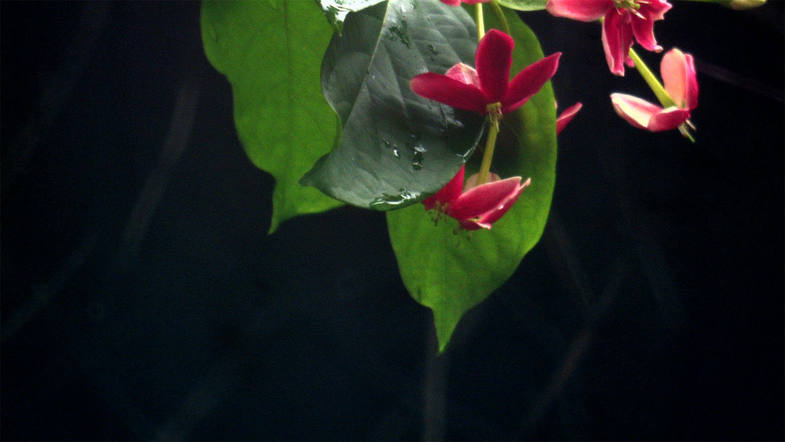 Close-up of vibrant pink flowers and a large green leaf partially submerged in dark water, with light reflecting on the water's surface.