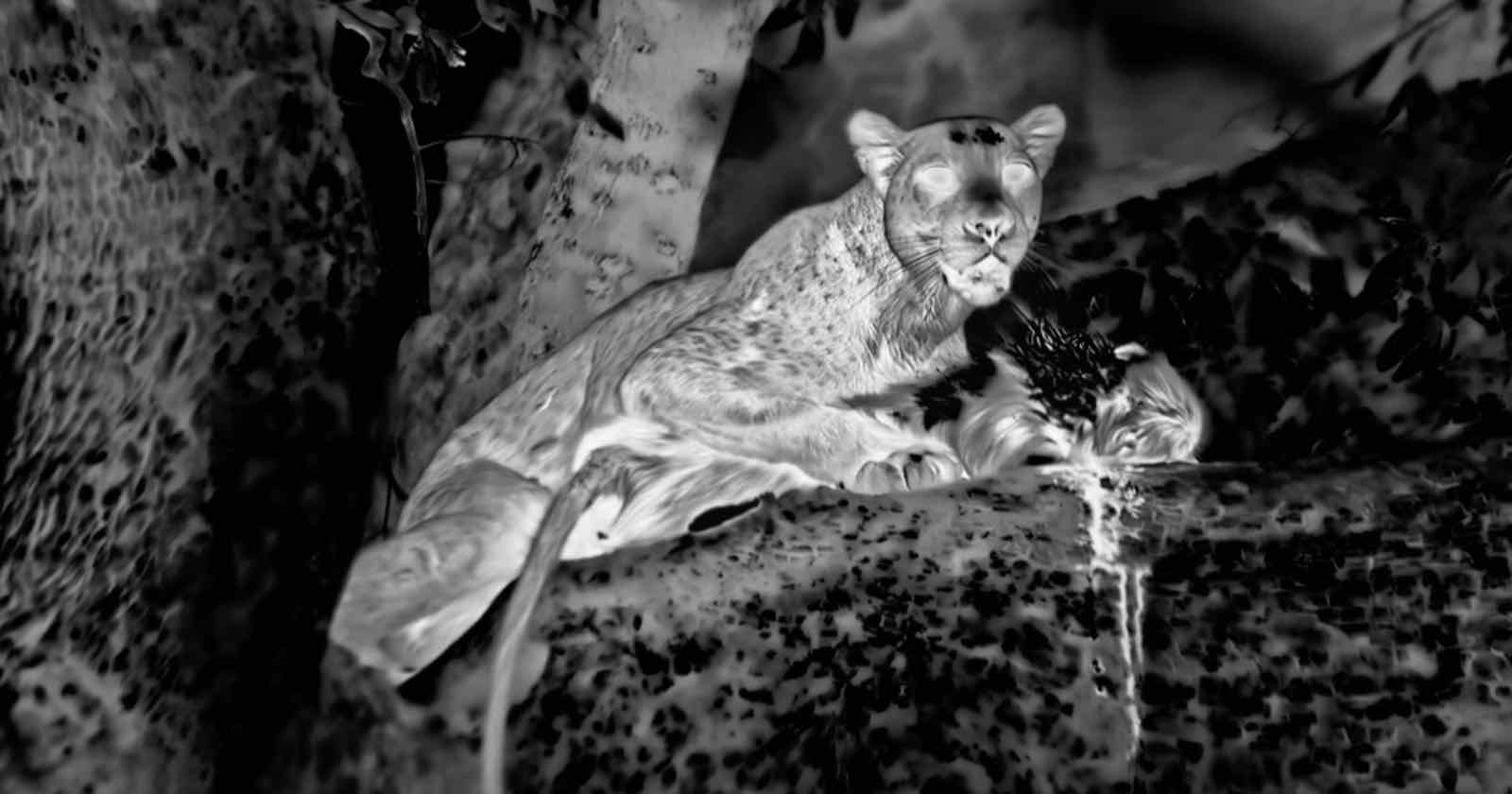  night vision camera films leopard hunting baboons world-first 