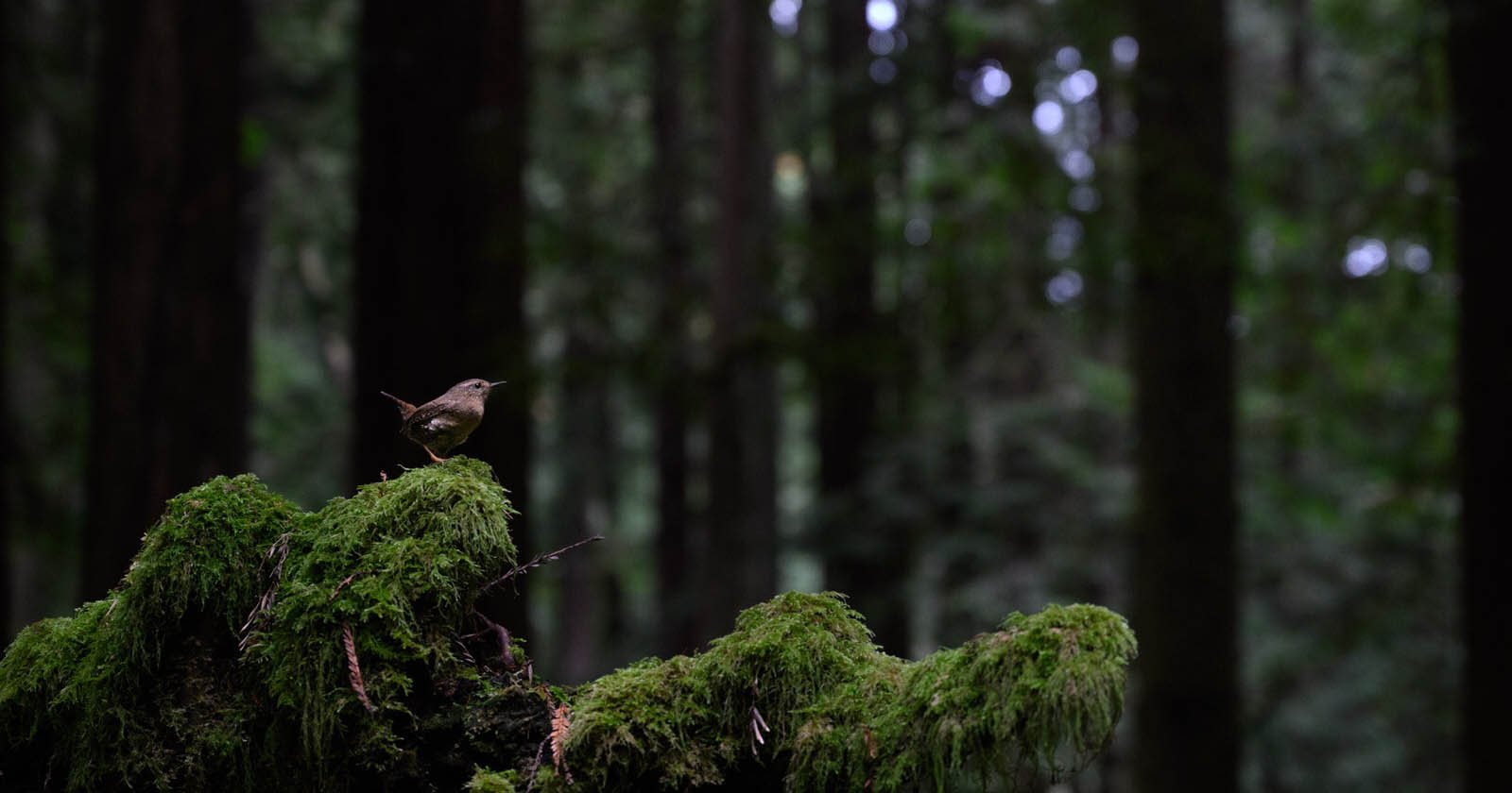 Photographing a Pacific Wren in the Redwood Forests of California