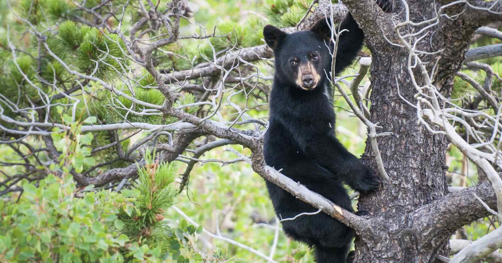  group six people rip bear cubs out tree 
