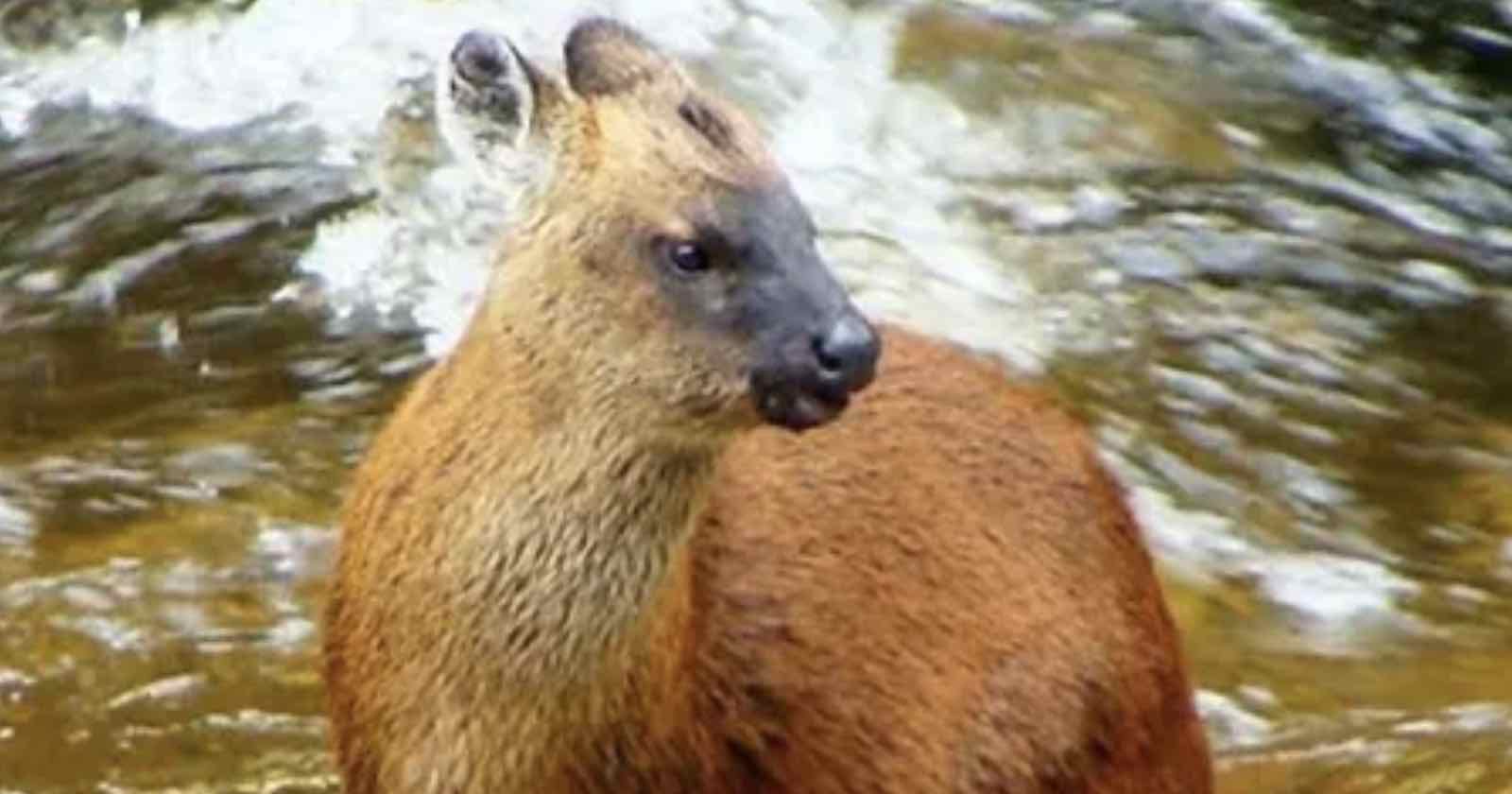  first photos tiny deer species weighs 