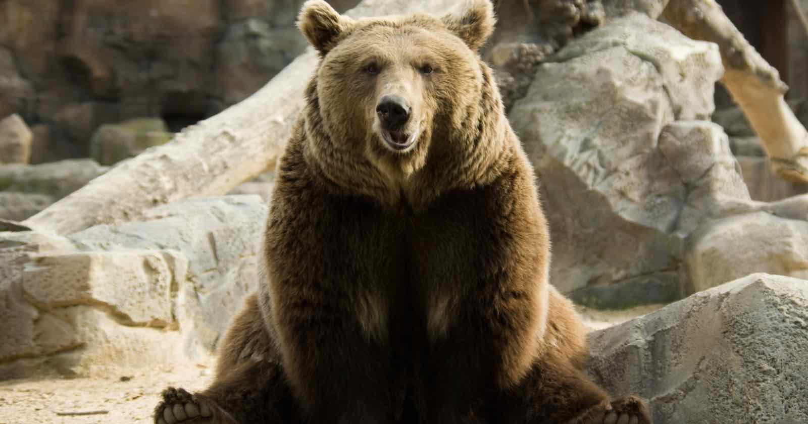  tourist mauled bear after rolling down car window 