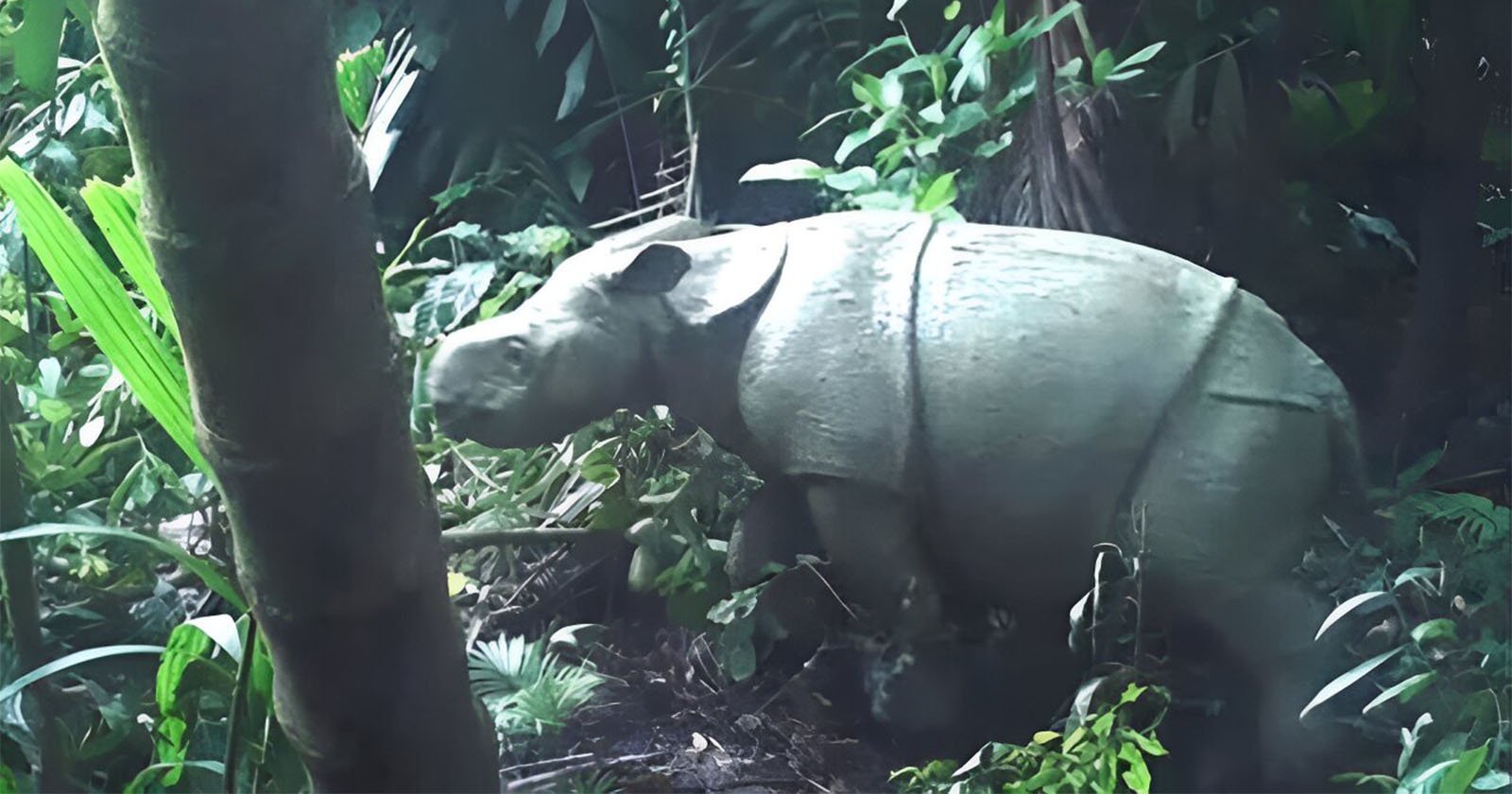  adorable javan rhino calf caught camera one about 
