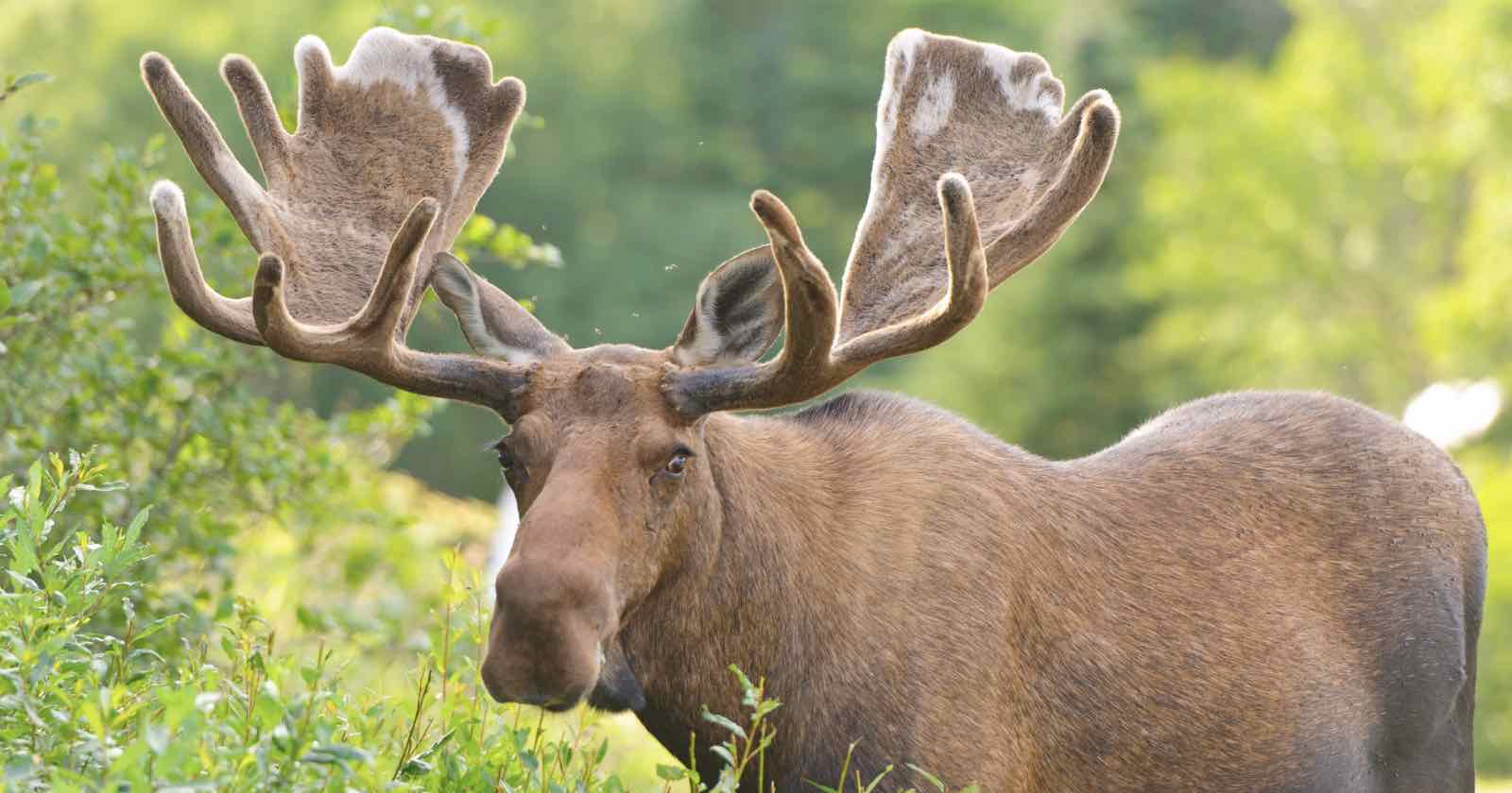  photographer kicked death moose after trying take pictures 