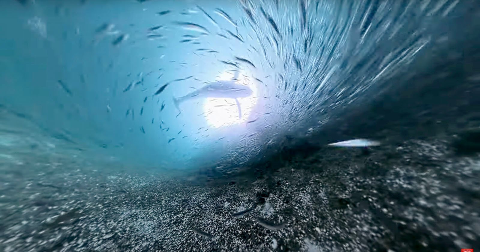  diver loses camera ocean returns stunning 