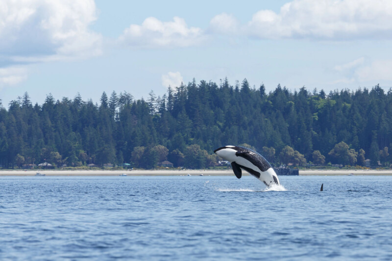 A killer whale breaches the water against a backdrop of a forested shoreline under a partly cloudy sky.