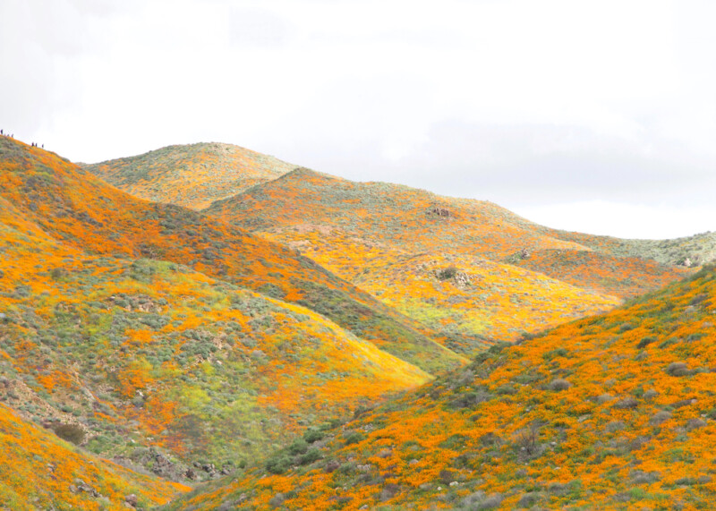 Rolling hills covered in vibrant orange wildflowers, set against a bright sky. The landscape is a patchwork of orange blooms and green vegetation, creating a striking contrast on the undulating terrain.