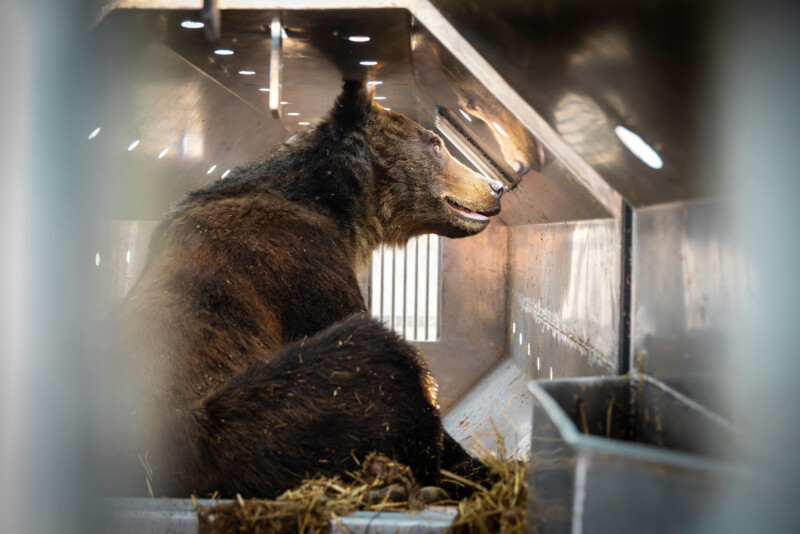 A bear sits inside a metal enclosure, looking towards light coming through a window. The enclosure has scattered hay on the floor, and the bear appears calm. Bright light illuminates the space, creating a reflective surface around the bear.
