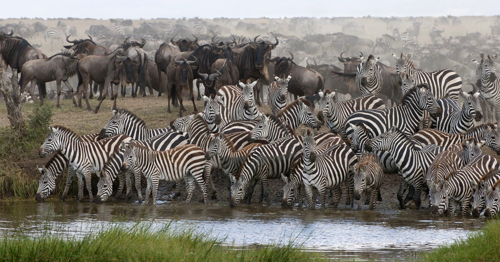  hidden cameras reveal animal behavioral change watering holes 