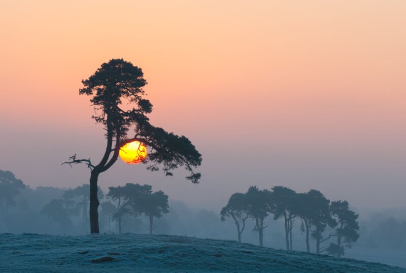 A lone tree stands on a frosty landscape as the sun sets or rises, casting an orange and pink glow in the misty sky. Silhouettes of distant trees are visible against the hazy background.