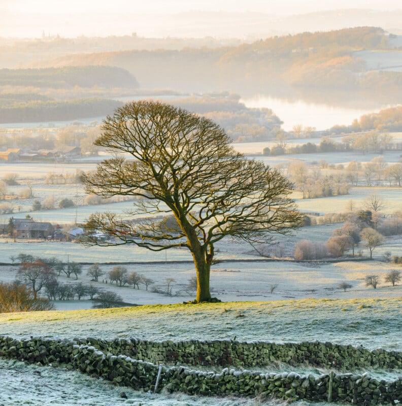A solitary tree stands on a frosty hill, its bare branches reaching out against a serene landscape. In the background, fields, a distant river, and a lightly wooded area are visible under a soft morning light.