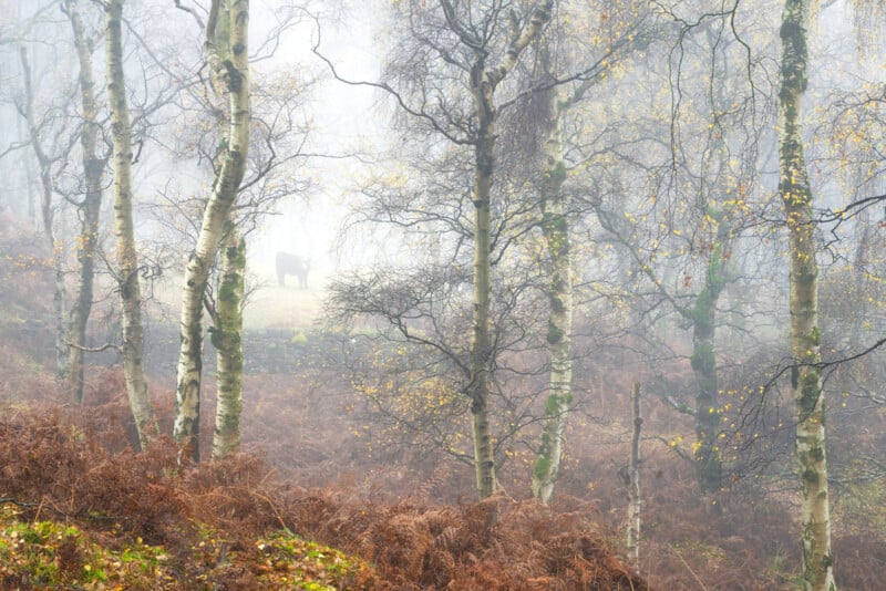 A foggy forest scene with slender birch trees in the foreground. Bare branches and some yellow leaves are visible. In the background, a cow stands in the mist, partially obscured, creating a mysterious atmosphere. Brown ferns cover the ground.