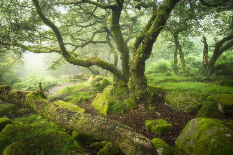 A misty forest scene with a large, gnarled tree at the center, surrounded by lush green foliage and moss-covered rocks. Sunlight filters through the canopy, casting a soft, ethereal glow on the forest floor. A narrow path winds through the greenery.