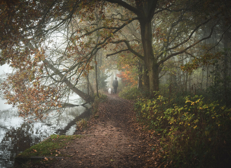 A misty forest path covered with fallen leaves winds alongside a calm lake. Trees with autumn foliage arch over the path. A person walks with a white dog in the distance, adding a sense of tranquility and solitude to the scene.