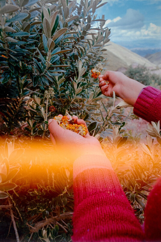 A person wearing a red sweater picks small orange berries from a leafy green bush outdoors, with hills and a cloudy sky in the background. A horizontal orange light streak crosses the lower part of the image.