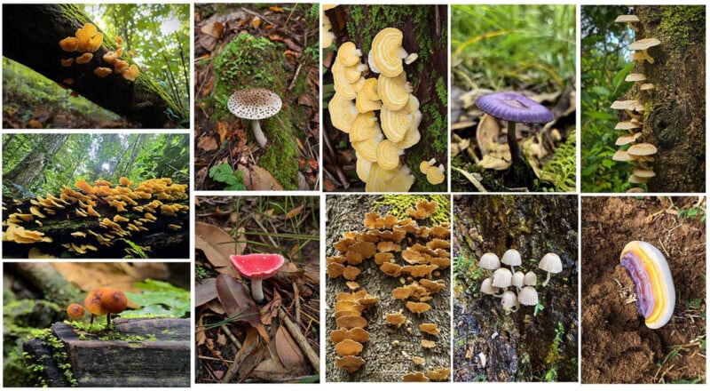 Collage of various colorful wild mushrooms and fungi, including yellow, purple, red, white, and orange varieties, growing on tree bark, soil, and among leaves in a lush, green forest environment.