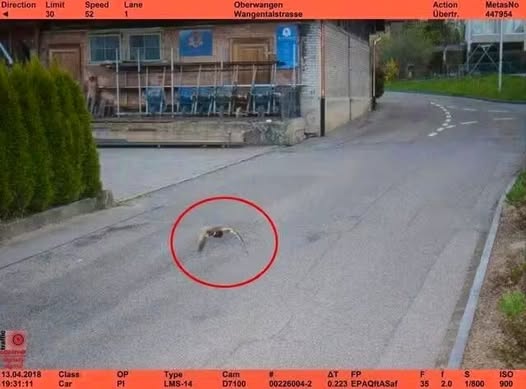 A traffic camera image shows a spider appearing extremely large in the foreground due to its proximity to the lens, circled in red on an empty road with a speed limit sign and road details on the screen border.