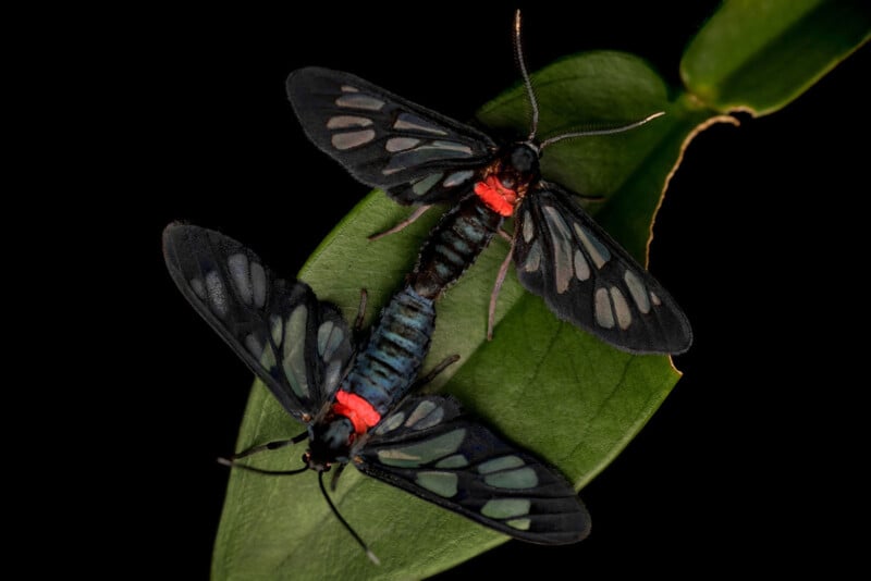 Two black moths with translucent, veined wings and red bands near their heads rest on a green leaf against a black background. Their bodies are close together, possibly mating.