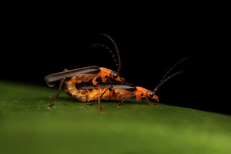 Two orange and black beetles mating on a green leaf, with a dark, blurred background highlighting their bodies and long antennae.